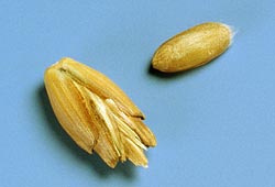 Dinkelvese und -korn