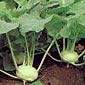 Kohlrabi