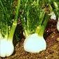 Fenchel