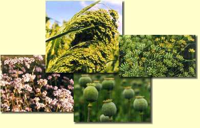 Hirse,Mohn,Fencheltee,Mohn,Pfefferminze,Apfelminze